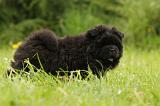 CHOW CHOW 518